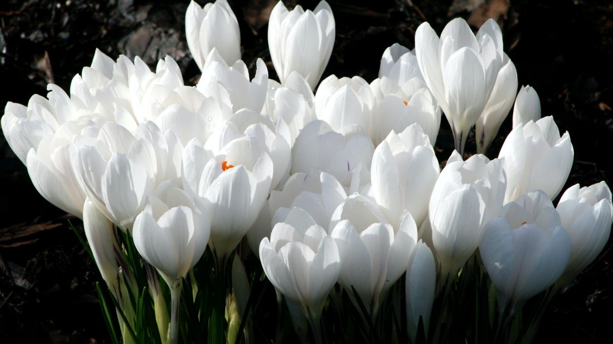 V Lačnově a okolí rozkvetly tisíce květů vzácného šafránu bělokvětého